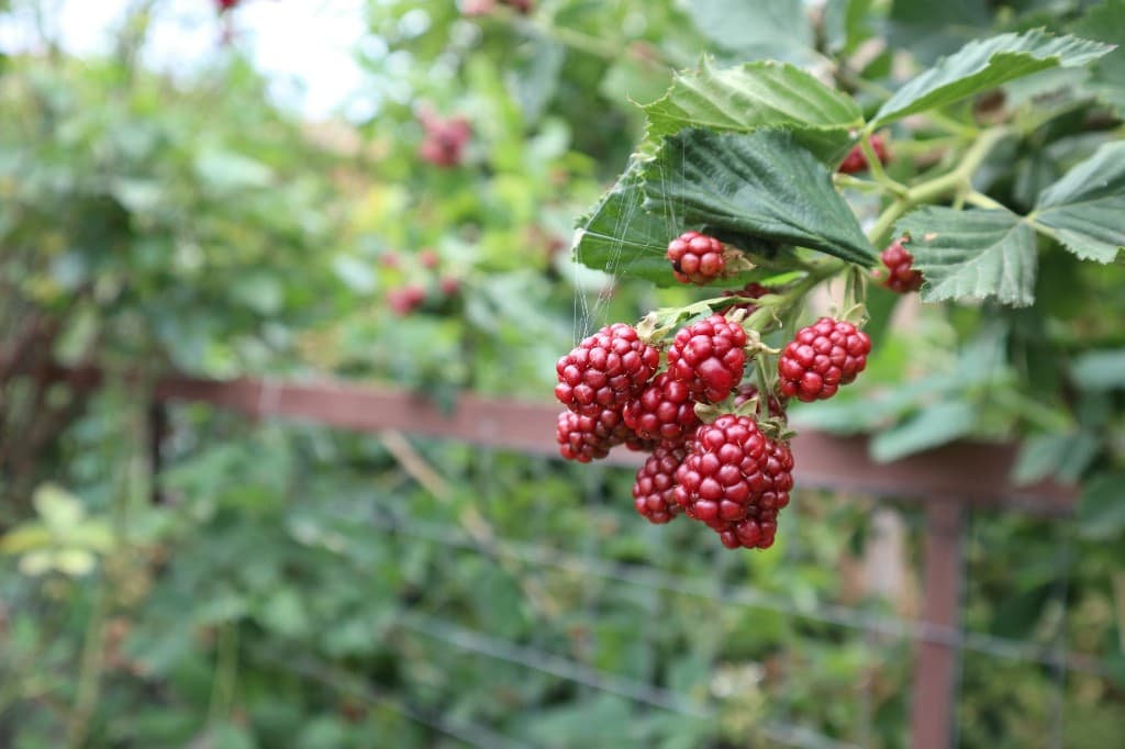 Jak pěstovat levanduli: návod pro českou zahradu i květináč